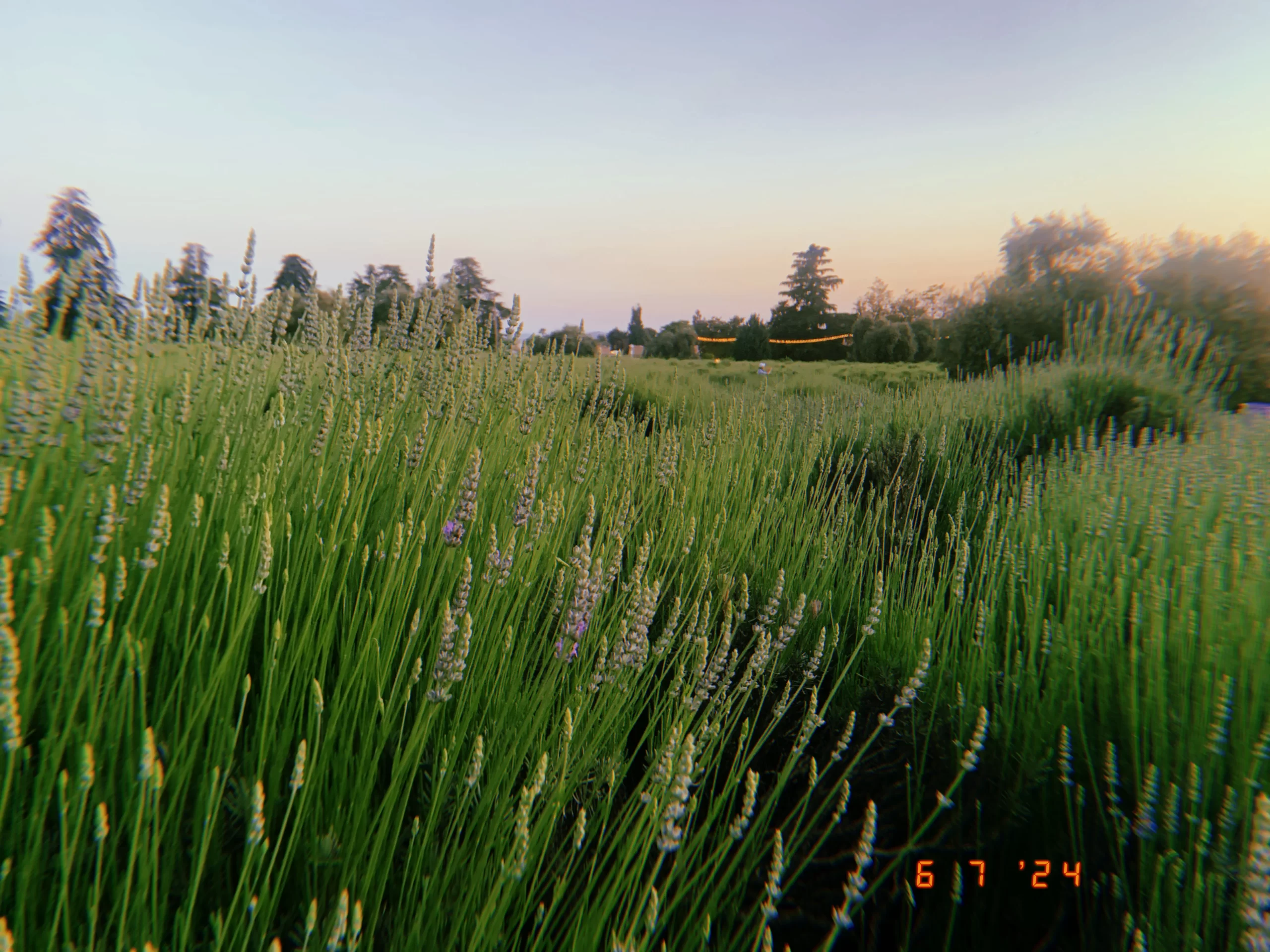 sensory self care tips: lavender field